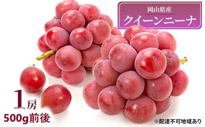 【ふるさと納税】ぶどう 2026年 先行予約 クイーンニーナ 1房 500g前後 ブドウ 葡萄 岡山県産 国産 フルーツ 果物 ギフト 　お届け：2026年9月上旬～2026年9月下旬 サムネイル2