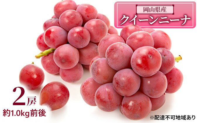 【ふるさと納税】ぶどう 2026年 先行予約 クイーンニーナ 2房 約1.0kg前後 ブドウ 葡萄 岡山県産 国産 フルーツ 果物 ギフト 　お届け：2026年9月上旬～2026年9月下旬 サムネイル2