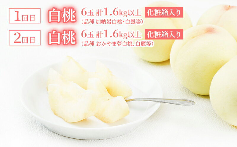 【ふるさと納税】桃 定期便 2026年 先行予約 岡山 の 白桃 6玉 合計1.6kg以上×2回 お届け 化粧箱入り もも モモ 岡山産 国産 フルーツ 果物 ギフト 　お届け：2026年7月上旬～2026年8月上旬 サムネイル3