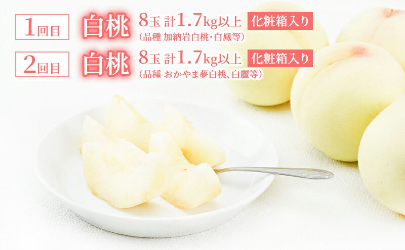 【ふるさと納税】桃 定期便 2026年 先行予約 岡山 の 白桃 8玉 合計1.7kg以上×2回 お届け 化粧箱入り もも モモ 岡山産 国産 フルーツ 果物 ギフト 　お届け：2026年7月上旬～2026年8月上旬 サムネイル3