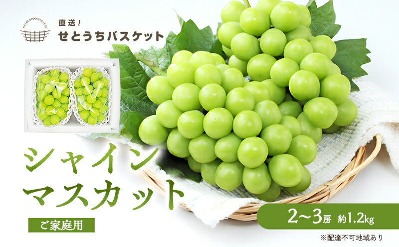 【ふるさと納税】ぶどう 2026年 先行予約 ご家庭用 シャインマスカット 2～3房 約1.2kg ブドウ 葡萄 岡山県産 国産 フルーツ 果物 直送！せとうちバスケット 　お届け：2026年9月中旬～2026年10月下旬 サムネイル2