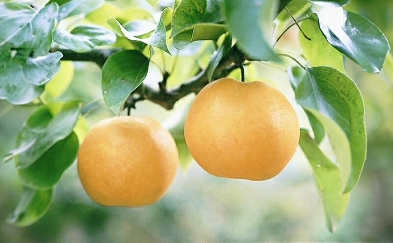 【ふるさと納税】梨 2025年 先行予約 あたご梨 2玉 青秀以上 (約1.4kg) 化粧箱入り　お届け：2025年11月中旬～2025年12月中旬 サムネイル3