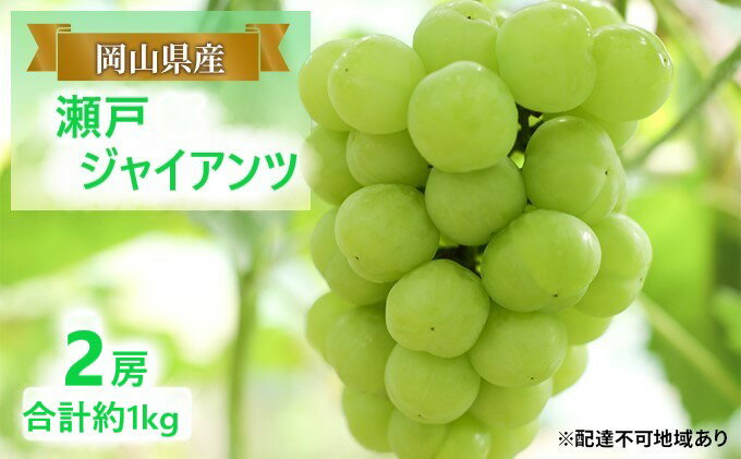 【ふるさと納税】ぶどう 【2026年 早期受付】 瀬戸ジャイアンツ 2房 合計約1kg ブドウ 葡萄 岡山県産 国産 フルーツ 果物 ギフト　お届け：2026年8月中旬～2026年10月下旬 サムネイル2
