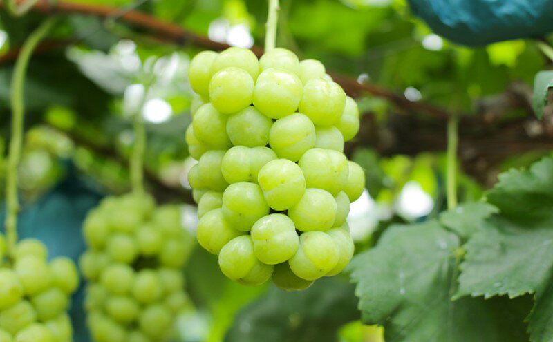 【ふるさと納税】ぶどう 【2026年 早期受付】 瀬戸ジャイアンツ 2房 合計約1kg ブドウ 葡萄 岡山県産 国産 フルーツ 果物 ギフト　お届け：2026年8月中旬～2026年10月下旬 サムネイル3