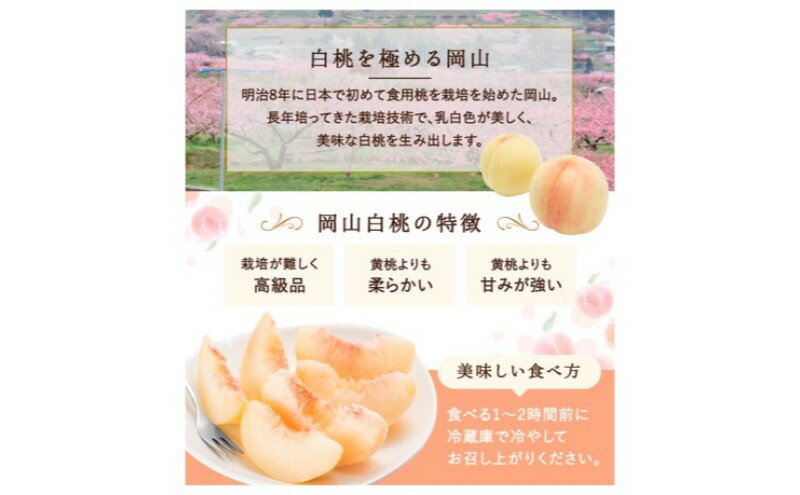 【ふるさと納税】桃 2026年 先行予約 白桃 8玉(2kg以上)等級：ロイヤル 化粧箱入り もも モモ 岡山県産 国産 フルーツ 果物 セット ギフト　お届け：2026年7月上旬～2026年8月下旬 サムネイル3