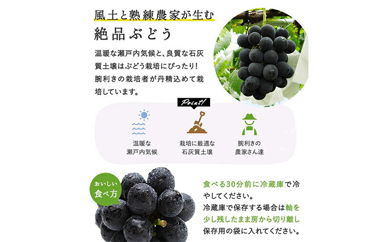 【ふるさと納税】ぶどう 2026年 先行予約 ぼっけえ 大粒 ニューピオーネ 1房(800g以上) 化粧箱入り ブドウ 葡萄 岡山県産 国産 フルーツ 果物 ギフト　お届け：2026年9月中旬～2026年10月中旬 サムネイル3