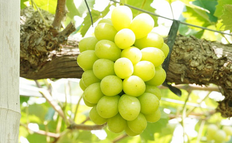 【ふるさと納税】厳選 シャインマスカット 2房 合計1.1kg以上 産地直送 朝採れ ぶどう 葡萄 Kawahara Green Farm 岡山県産 2026年 先行予約　お届け：2026年9月1日～2026年10月31日 サムネイル3