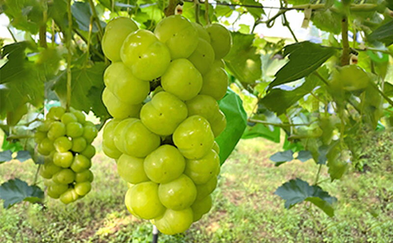 【ふるさと納税】厳選 瀬戸ジャイアンツ 2～3房 合計1.6kg以上 産地直送 朝採れ ぶどう 葡萄 Kawahara Green Farm 岡山県産 2026年 先行予約　お届け：2026年9月11日～2026年10月20日 サムネイル3