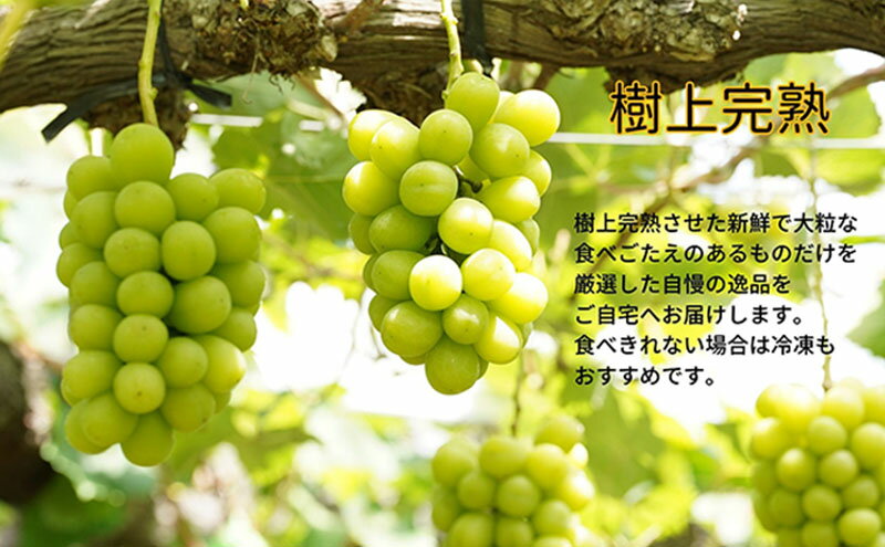 【ふるさと納税】厳選 シャインマスカット・瀬戸ジャイアンツ 2～3房 合計1.7kg以上 詰合せ 産地直送 朝採れ ぶどう 葡萄 Kawahara Green Farm 岡山県産 2026年 先行予約　お届け：2026年9月11日～2026年10月20日 サムネイル3