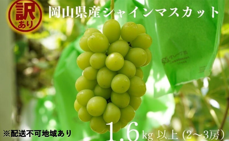 【ふるさと納税】訳あり シャインマスカット 2～3房 合計1.6kg以上 産地直送 朝採れ ぶどう 葡萄 シャイン マスカット 岡山 Kawahara Green Farm 岡山県産 2026年 先行予約　お届け：2026年9月1日～2026年10月31日 サムネイル2