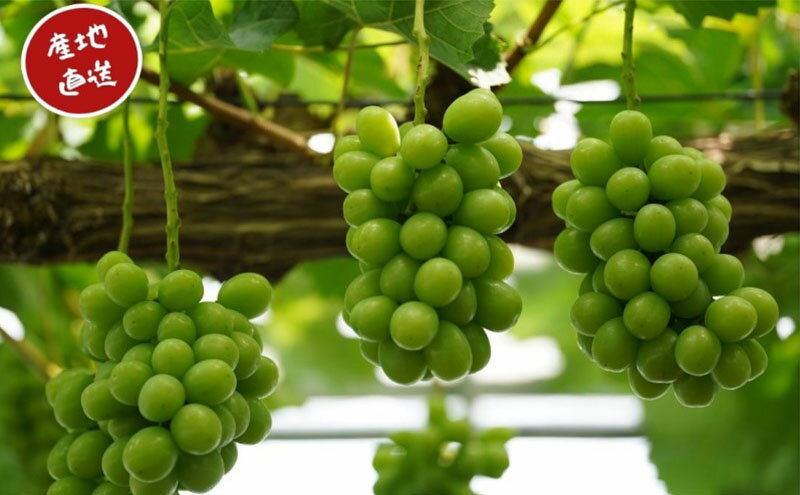 【ふるさと納税】訳あり シャインマスカット 2～3房 合計1.6kg以上 産地直送 朝採れ ぶどう 葡萄 シャイン マスカット 岡山 Kawahara Green Farm 岡山県産 2026年 先行予約　お届け：2026年9月1日～2026年10月31日 サムネイル3