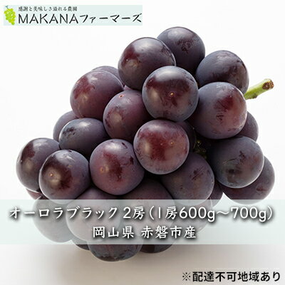 ぶどう 2026年 先行予約 オーロラ ブラック 2房（1房600g～700g） 大粒 種無し ブドウ 葡萄 岡山県 赤磐市産 国産 フルーツ 果物 ギフト MAKANAファーマーズ 果物類 オーロラブラック 　お届け：2026年8月下旬～2026年9月中旬