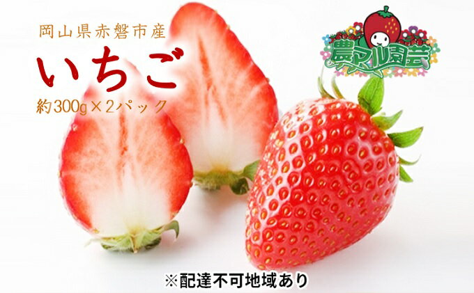 【ふるさと納税】いちご 2026年 先行予約 約300g×2パック 当日収穫発送！ イチゴ 苺 フルーツ 果物 岡山 赤磐市産 農マル園芸 あかいわ農園 果物類 　お届け：2026年1月上旬～2026年2月下旬 サムネイル2