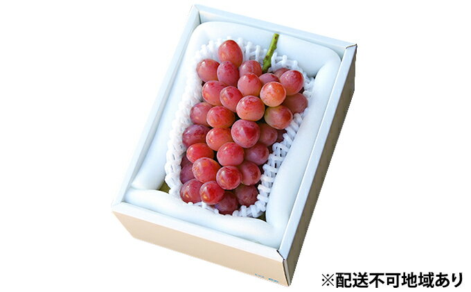 【ふるさと納税】ぶどう 早期受付 紫苑 （しえん）1房（500g以上） ブドウ 葡萄 岡山県産 国産 フルーツ 果物 ギフト 桃茂実苑 もも 果物類 　お届け：2025年11月上旬～2025年12月下旬 サムネイル2