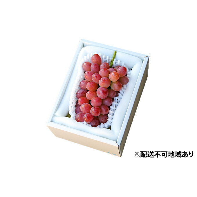 ぶどう 早期受付 紫苑 （しえん）1房（500g以上） ブドウ 葡萄 岡山県産 国産 フルーツ 果物 ギフト 桃茂実苑 もも 果物類 　お届け：2025年11月上旬～2025年12月下旬