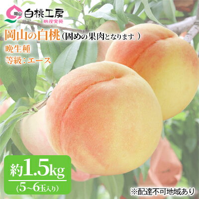 固めの 桃 2026年 先行予約 白桃 晩生種 1.5kg 5～6玉 もも モモ 岡山 国産 フルーツ 果物 ギフト 桃茂実苑 　お届け：2026年8月下旬～2026年9月中旬