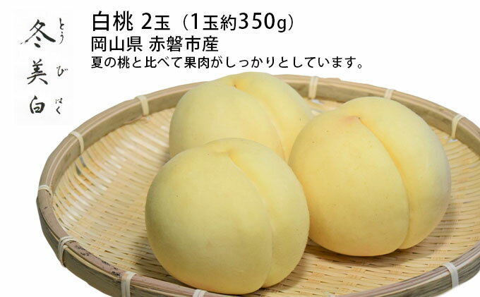 【ふるさと納税】桃 2025年 先行予約 白桃 冬美白 とうびはく 2玉 1玉約350g もも モモ 令和7年 岡山 赤磐市産 国産 フルーツ 果物 ギフト 果肉 しっかり 柔らかい 食感 大変貴重 高糖度 栽培方法 　お届け：2025年10月中旬～2025年11月中旬 サムネイル2