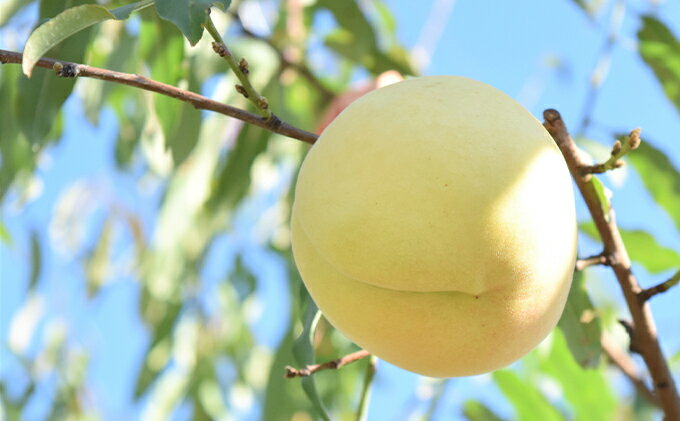 【ふるさと納税】桃 2025年 先行予約 白桃 冬美白 とうびはく 2玉 1玉約350g もも モモ 令和7年 岡山 赤磐市産 国産 フルーツ 果物 ギフト 果肉 しっかり 柔らかい 食感 大変貴重 高糖度 栽培方法 　お届け：2025年10月中旬～2025年11月中旬 サムネイル3