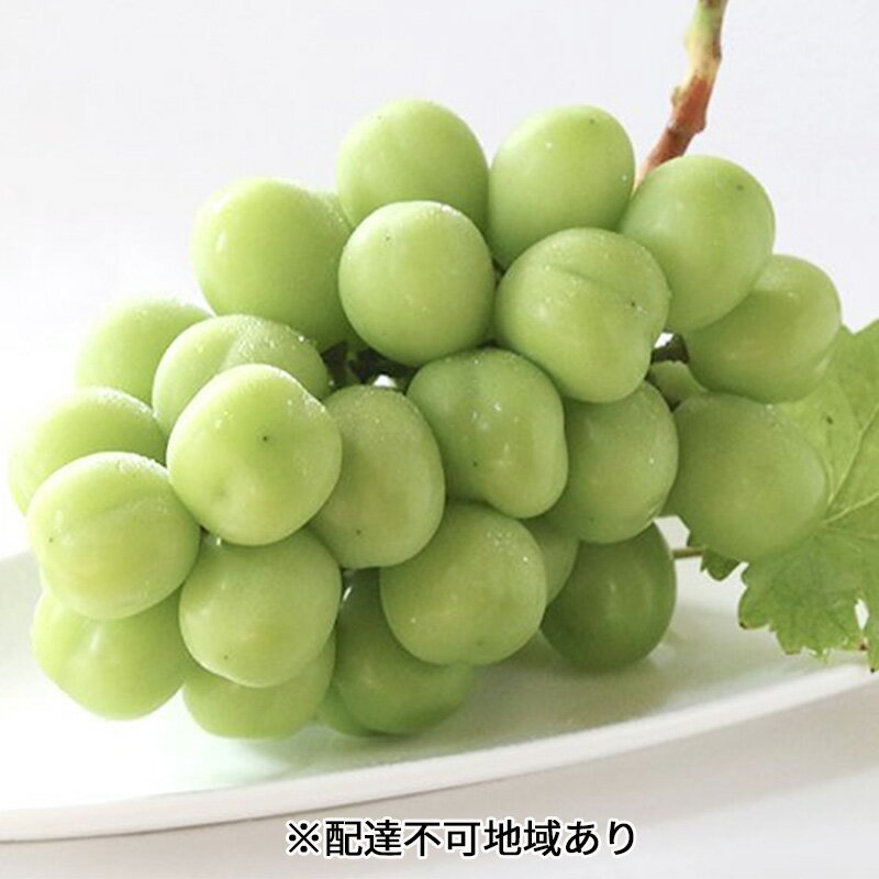 早期受付 シャイン マスカット 2房（1房650g以上） 桃茂実苑 　お届け：2025年10月下旬～2026年1月下旬
