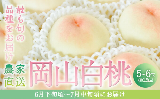 【ふるさと納税】桃 2026年 先行予約 旬 の 白桃 5～6玉入り 約1.5kg 贈答用 もも モモ 岡山県 赤磐市産 国産 フルーツ 果物 ギフト 　お届け：2026年6月下旬～2026年7月中旬 サムネイル2