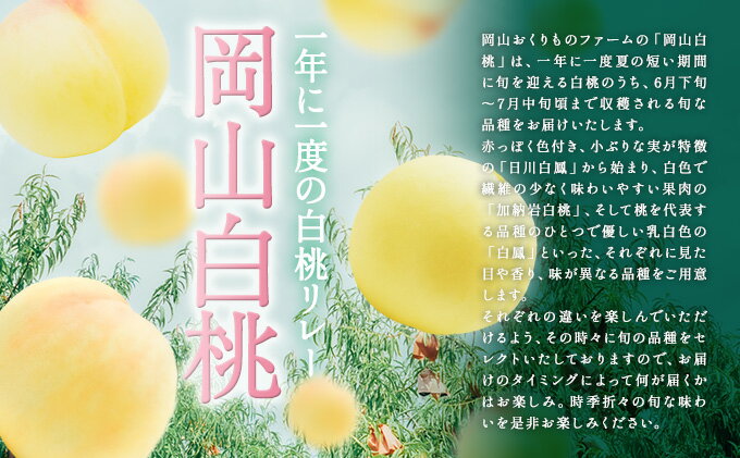 【ふるさと納税】桃 2026年 先行予約 旬 の 白桃 5～6玉入り 約1.5kg 贈答用 もも モモ 岡山県 赤磐市産 国産 フルーツ 果物 ギフト 　お届け：2026年6月下旬～2026年7月中旬 サムネイル3
