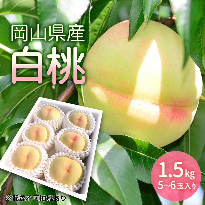 もも 2026年 先行予約 岡山県産 白桃 1.5kg (5玉～6玉入り) 桃 モモ フルーツ 果物 岡山 赤磐市　お届け：2026年7月10日～2026年8月10日