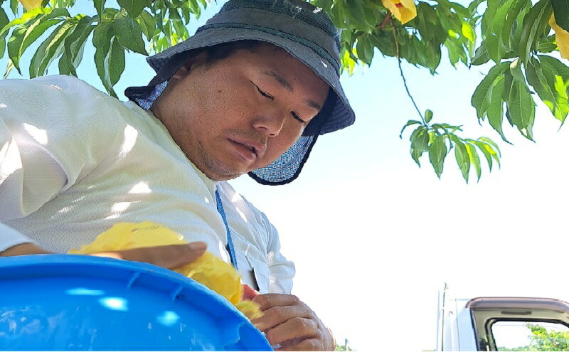 【ふるさと納税】桃 2026年 先行予約 真面目な今井郁弥さん家の桃 白桃 白鳳 約1.8kg 6～8玉 フルーツ 果物 岡山 赤磐市産　お届け：2026年7月上旬～2026年7月下旬 サムネイル3