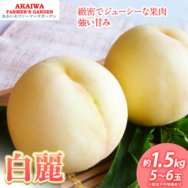 桃 2026年 先行予約 白桃 白麗 約1.5kg 5～6玉 もも 岡山県 赤磐市産 フルーツ 果物 あかいわファーマーズガーデン　お届け：2026年8月上旬～2026年8月中旬