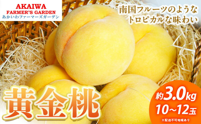 【ふるさと納税】桃 2026年 先行予約 黄金桃 約3.0kg 10～12玉 もも 岡山県 赤磐市産 フルーツ 果物 あかいわファーマーズガーデン 果物類　お届け：2026年8月下旬～2026年9月上旬 サムネイル2