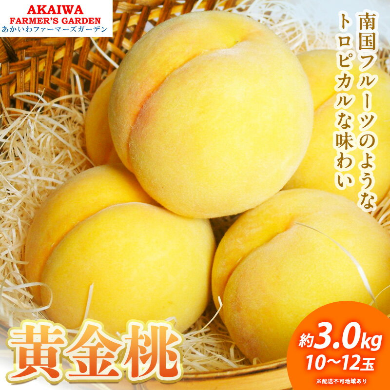 桃 2026年 先行予約 黄金桃 約3.0kg 10～12玉 もも 岡山県 赤磐市産 フルーツ 果物 あかいわファーマーズガーデン 果物類　お届け：2026年8月下旬～2026年9月上旬