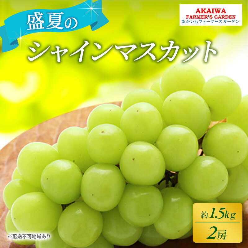 ぶどう 2026年 先行予約 シャインマスカット 約1.5kg 2房 盛夏 葡萄 岡山県 赤磐市産 フルーツ 果物 あかいわファーマーズガーデン 果物類　お届け：2026年7月中旬～2026年8月上旬