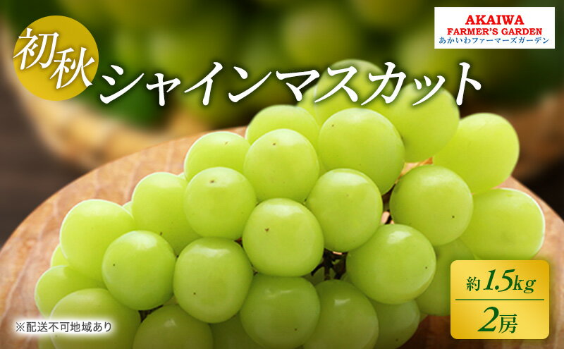 【ふるさと納税】ぶどう 2026年 先行予約 シャインマスカット 約1.5kg 2房 初秋 葡萄 岡山県 赤磐市産 フルーツ 果物 あかいわファーマーズガーデン 果物類　お届け：2026年8月下旬～2026年9月上旬 サムネイル2