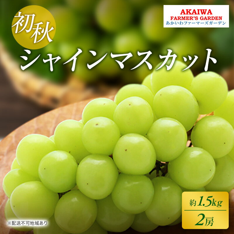 ぶどう 2026年 先行予約 シャインマスカット 約1.5kg 2房 初秋 葡萄 岡山県 赤磐市産 フルーツ 果物 あかいわファーマーズガーデン 果物類　お届け：2026年8月下旬～2026年9月上旬