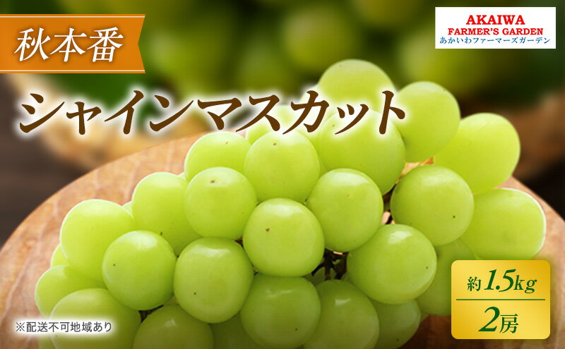 【ふるさと納税】ぶどう 2026年 先行予約 シャインマスカット 約1.5kg 2房 秋本番 葡萄 岡山県 赤磐市産 フルーツ 果物 果物類　お届け：2026年9月下旬～2026年10月中旬 サムネイル2