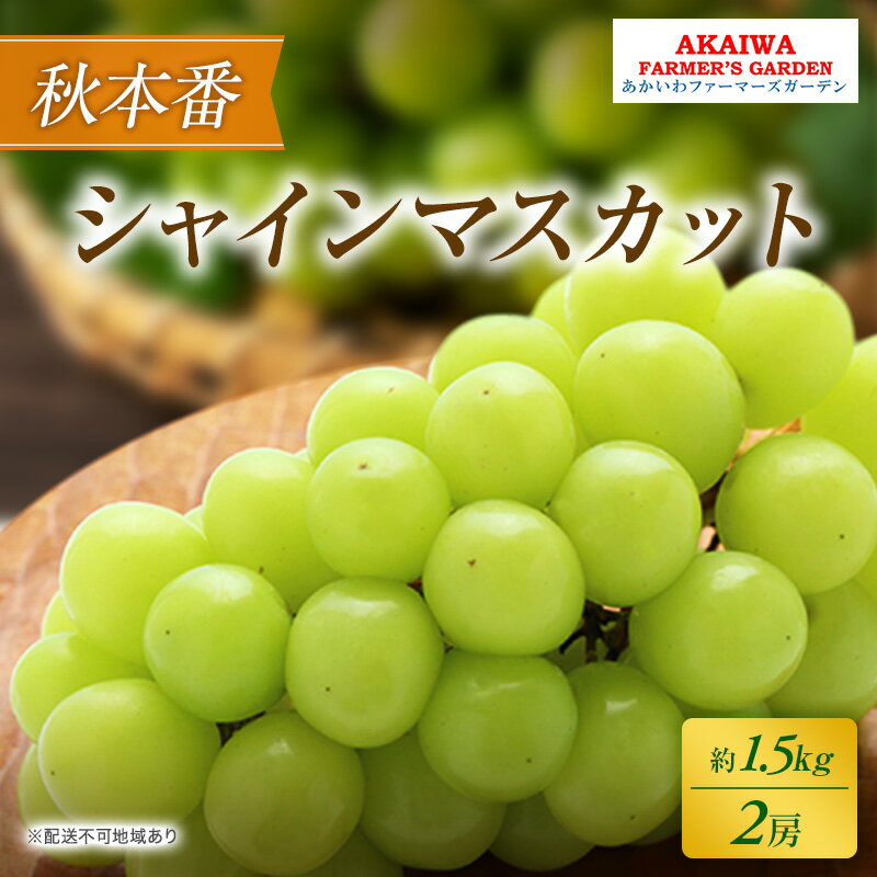 ぶどう 2026年 先行予約 シャインマスカット 約1.5kg 2房 秋本番 葡萄 岡山県 赤磐市産 フルーツ 果物 果物類　お届け：2026年9月下旬～2026年10月中旬