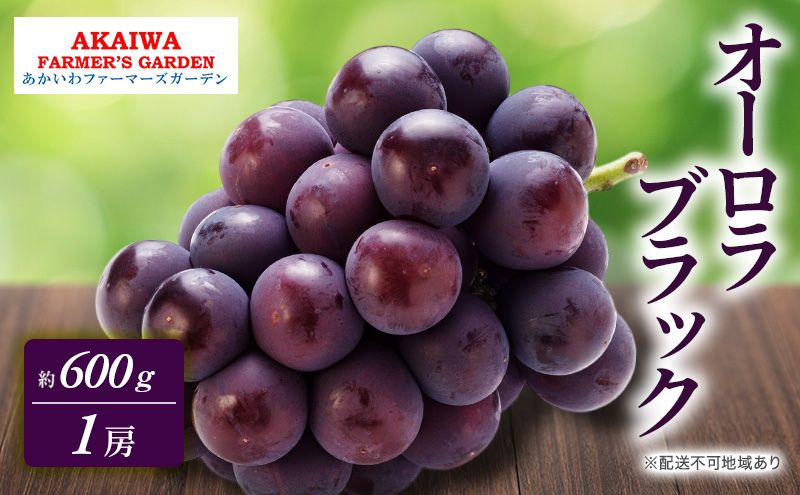 【ふるさと納税】ぶどう 2026年 先行予約 オーロラブラック 約600g 1房 葡萄 岡山県 赤磐市産 フルーツ 果物 あかいわファーマーズガーデン　お届け：2026年9月上旬～2026年9月下旬 サムネイル2