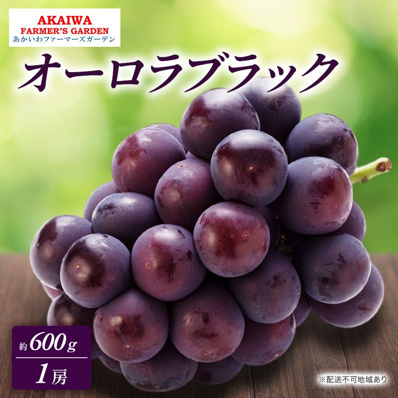 ぶどう 2026年 先行予約 オーロラブラック 約600g 1房 葡萄 岡山県 赤磐市産 フルーツ 果物 あかいわファーマーズガーデン　お届け：2026年9月上旬～2026年9月下旬