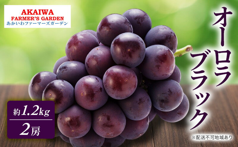 【ふるさと納税】ぶどう 2026年 先行予約 オーロラブラック 約1.2kg 2房 葡萄 岡山県 赤磐市産 フルーツ 果物 あかいわファーマーズガーデン　お届け：2026年9月上旬～2026年9月下旬 サムネイル2