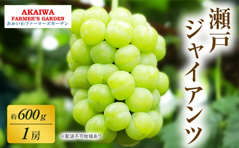 【ふるさと納税】ぶどう 2026年 先行予約 瀬戸ジャイアンツ 約600g 1房 葡萄 岡山県 赤磐市産 フルーツ 果物 あかいわファーマーズガーデン　お届け：2026年9月上旬～2026年9月下旬 サムネイル2
