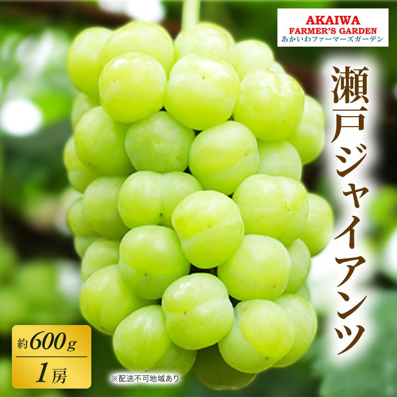 ぶどう 2026年 先行予約 瀬戸ジャイアンツ 約600g 1房 葡萄 岡山県 赤磐市産 フルーツ 果物 あかいわファーマーズガーデン　お届け：2026年9月上旬～2026年9月下旬
