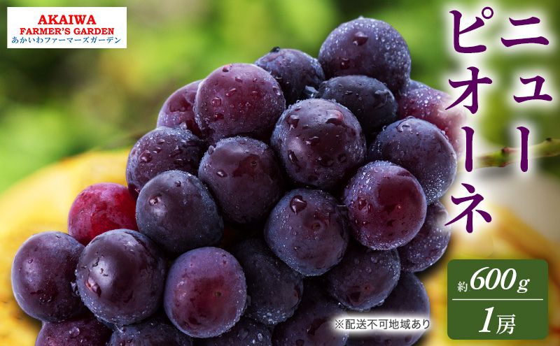 【ふるさと納税】ぶどう 2026年 先行予約 ニューピオーネ 約600g 1房 葡萄 岡山県 赤磐市産 フルーツ 果物 あかいわファーマーズガーデン　お届け：2026年9月中旬～2026年10月上旬 サムネイル2