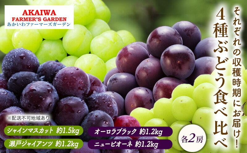 【ふるさと納税】ぶどう 2026年 先行予約 ぶどう 食べ比べ 約1.2kg～1.5kg×4種 葡萄 岡山県 赤磐市産 フルーツ 果物 果物類 マスカット　お届け：2026年9月上旬～2026年10月上旬 サムネイル2