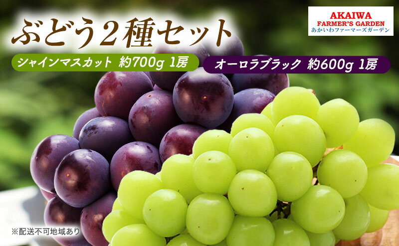 【ふるさと納税】ぶどう 2026年 先行予約 シャインマスカット 約700g 1房 オーロラブラック 約600g 1房 葡萄 岡山県 赤磐市産 フルーツ 果物　お届け：2026年9月上旬～2026年9月下旬 サムネイル2