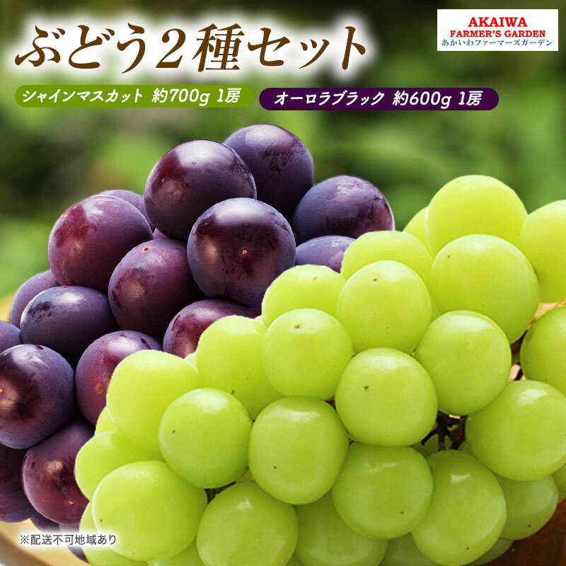 ぶどう 2026年 先行予約 シャインマスカット 約700g 1房 オーロラブラック 約600g 1房 葡萄 岡山県 赤磐市産 フルーツ 果物　お届け：2026年9月上旬～2026年9月下旬