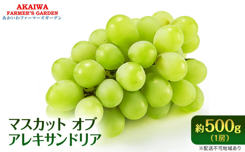 【ふるさと納税】ぶどう 2026年 先行予約 マスカット オブ アレキサンドリア 約500g 1房 葡萄 フルーツ 果物 岡山 赤磐市産 ブドウ 果物類　お届け：2026年8月下旬～2026年9月中旬 サムネイル2