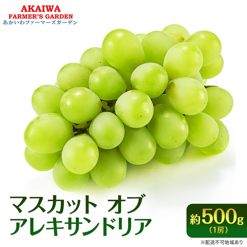 ぶどう 2026年 先行予約 マスカット オブ アレキサンドリア 約500g 1房 葡萄 フルーツ 果物 岡山 赤磐市産 ブドウ 果物類　お届け：2026年8月下旬～2026年9月中旬