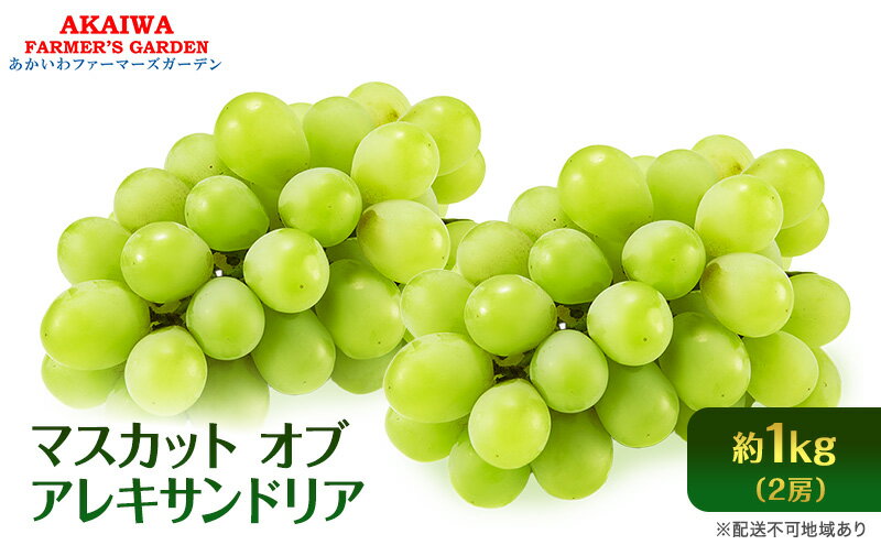 【ふるさと納税】ぶどう 2026年 先行予約 マスカット オブ アレキサンドリア 2房 (約1.0kg) 葡萄 岡山県 赤磐市産 フルーツ 果物 ブドウ 果物類　お届け：2026年8月下旬～2026年9月中旬 サムネイル2