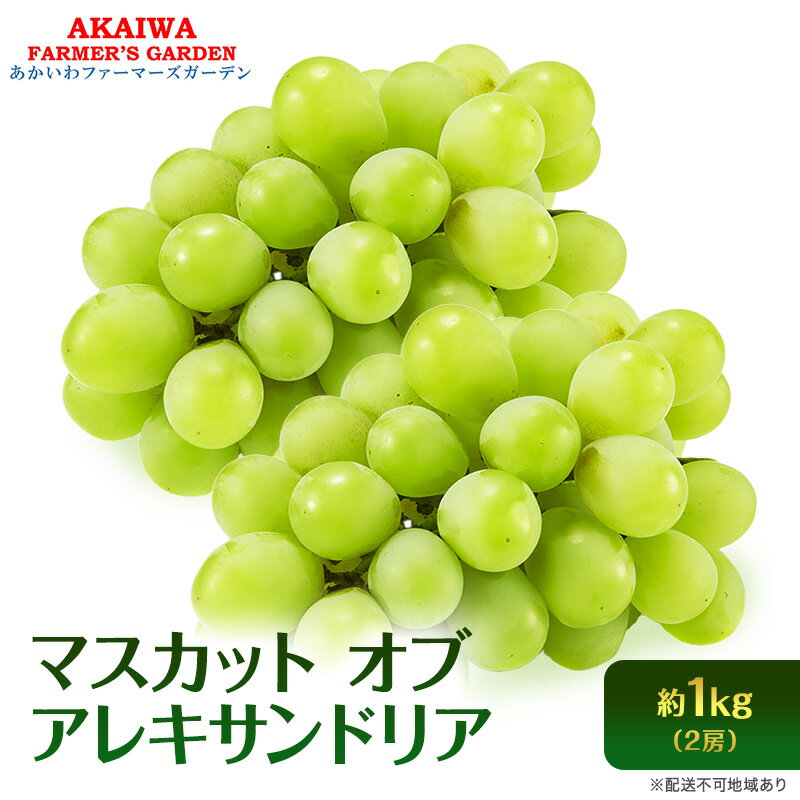 ぶどう 2026年 先行予約 マスカット オブ アレキサンドリア 2房 (約1.0kg) 葡萄 岡山県 赤磐市産 フルーツ 果物 ブドウ 果物類　お届け：2026年8月下旬～2026年9月中旬