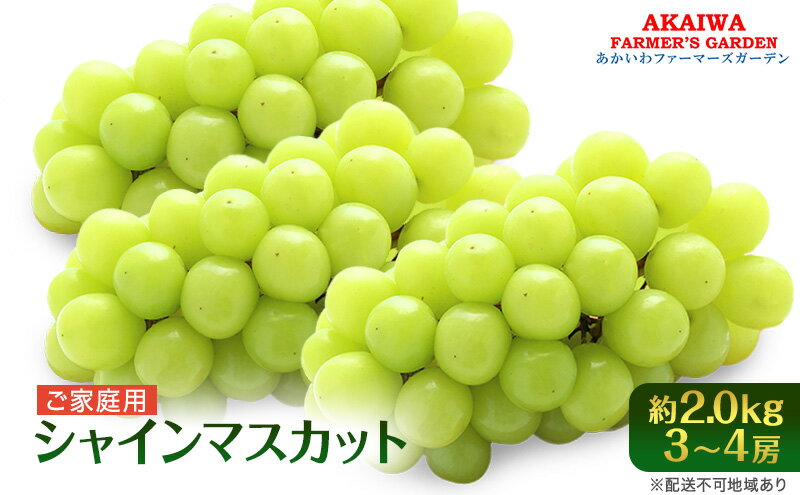 【ふるさと納税】ぶどう 2026年 先行予約 ご家庭用 シャインマスカット 約2.0kg 3～4房 葡萄 フルーツ 果物 岡山 赤磐市産 あかいわファーマーズガーデン 人気 皮ごと 種無し 甘い　お届け：2026年9月中旬～2026年10月上旬 サムネイル2
