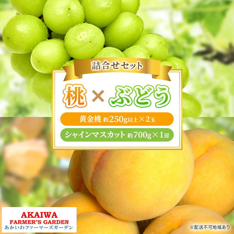 桃 ぶどう 詰合せ 2026年 先行予約 黄金 桃 2玉（1玉250g以上） シャイン マスカット 1房 約700g 岡山県 赤磐市産 フルーツ 果物 あかいわファーマーズガーデン　お届け：2026年8月下旬～2026年9月上旬
